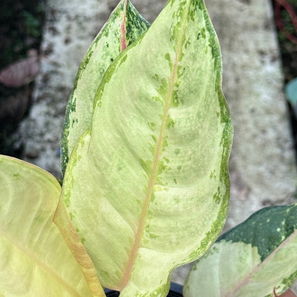 มุมมอง 2