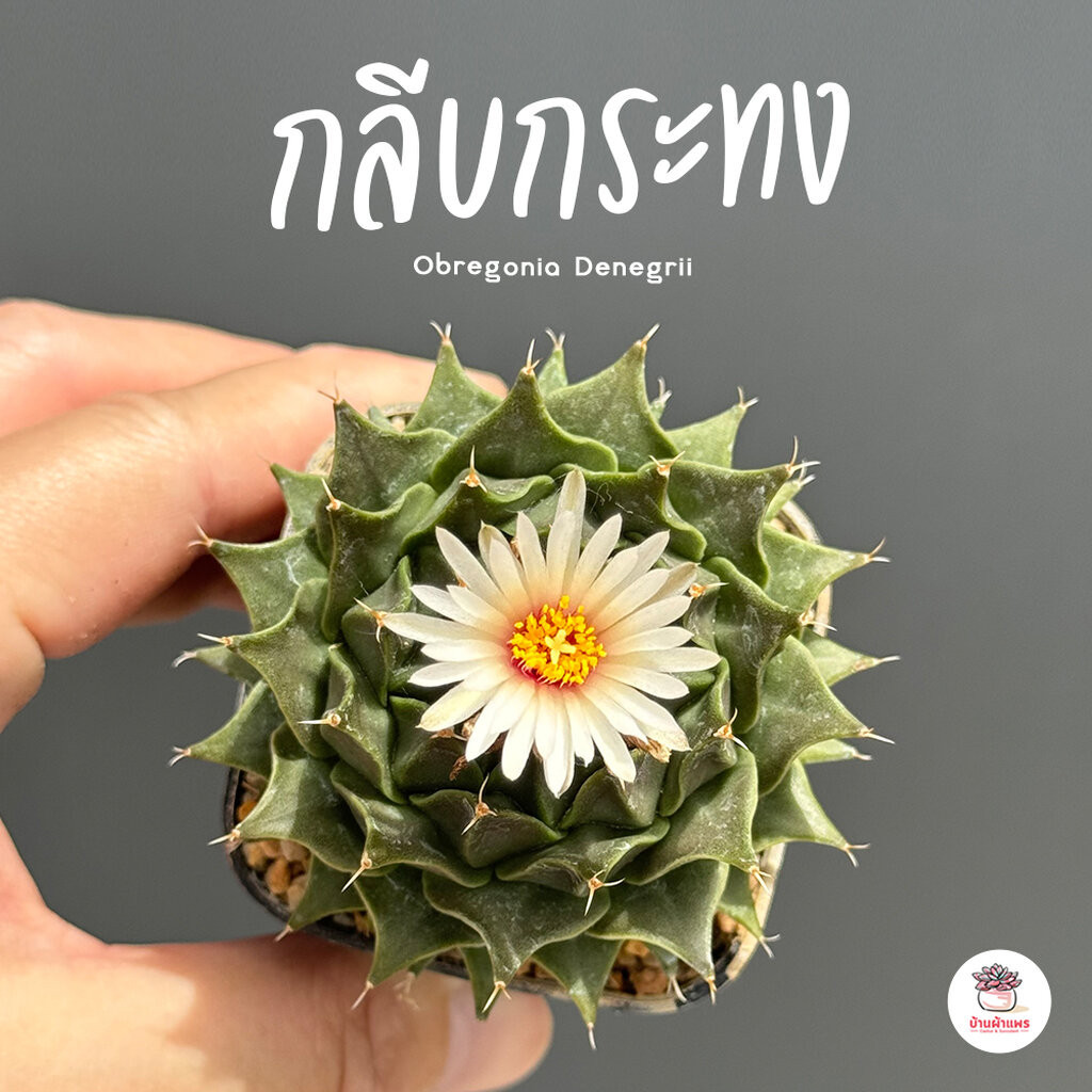 กลีบกระทง Obregonia Denegrii แคคตัส กระบองเพชร cactus&succulent