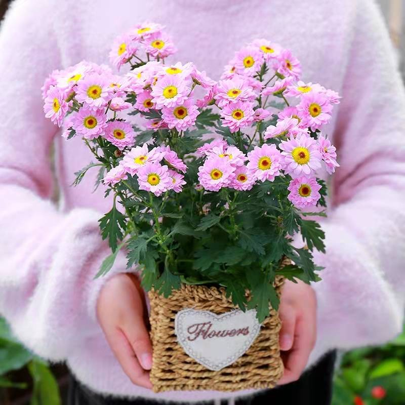 เมล็ดพันธุ์ ดอกครีพปิ้ง เดซี่ เมล็ดพันธุ์ ดอกเดซี่ 150เมล็ด ปลูกได้ทั่วไทย Daisy Seeds Flower Seeds บอนสี ต้นไม้มงคลสวยๆ - รูปที่ 4