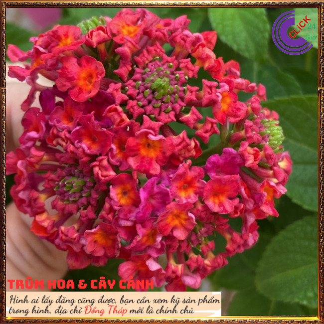 กระถางดอกไม้กํามะหยี่สีแดงห้าสีใหม่ SHOP PP ONLINE CLICK 24 HOURS