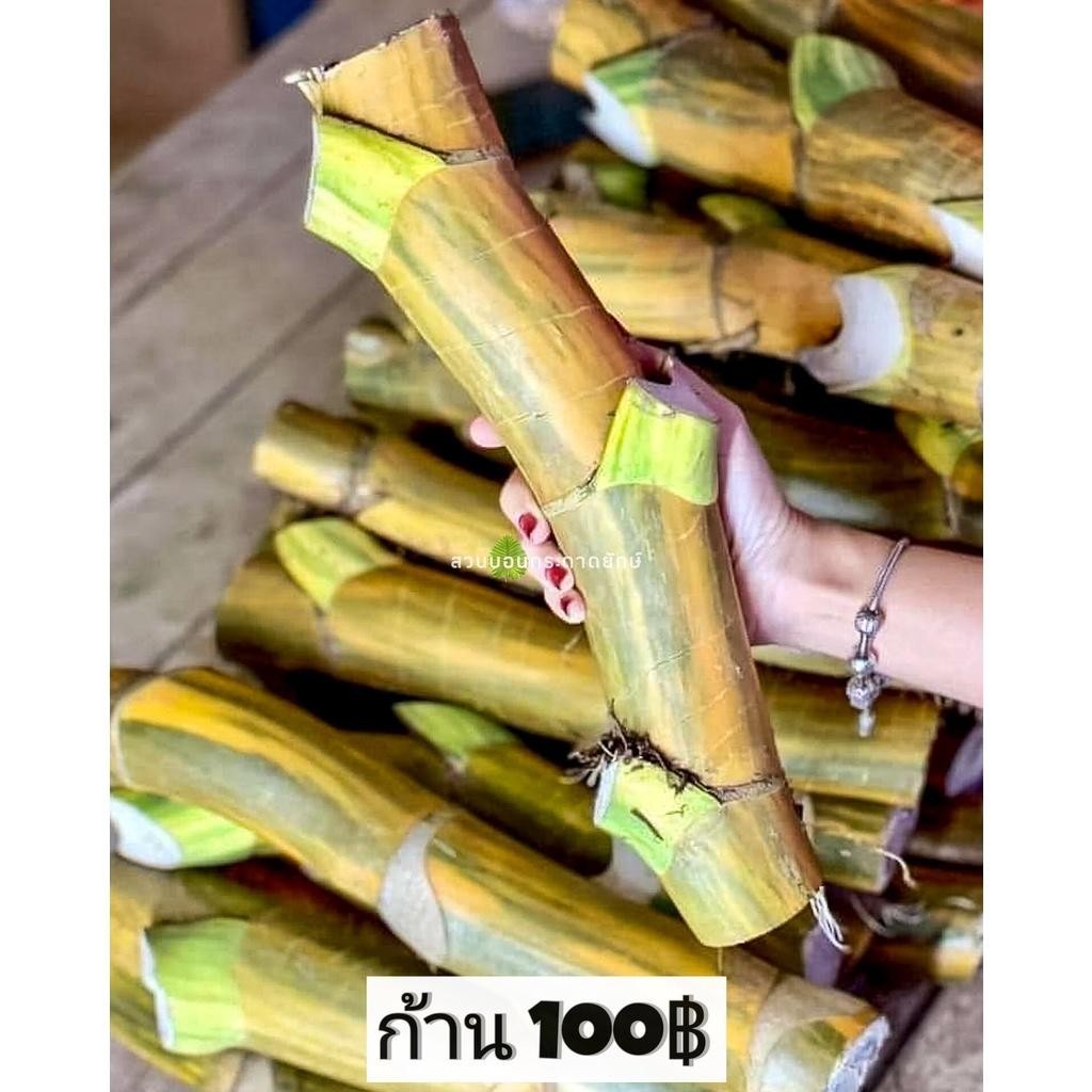 พลูด่าง, พลูยักษ์, ต้นพลูด่าง, ไม้ด่าง, ใบฉีก, ต้นไม้, บ้าน, ฟอกอากาศ