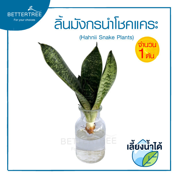 ลิ้นมังกรนำโชค (จำนวน 1 ต้น)เลี้ยงน้ำได้ ไม้มงคล ไม้ฟอกากาศ