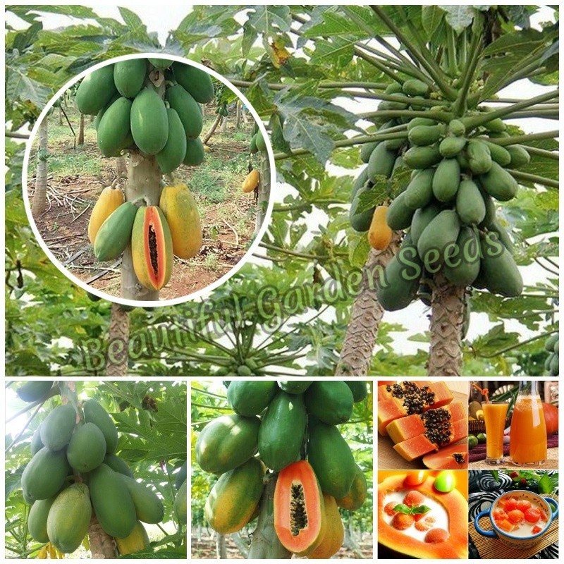เมล็ดพันธุ์ มะละกอ Papaya Seeds Fruit Seeds พันธุ์ไม้หายาก ต้นผลไม้ บอนไซ (แต่ละแพ็คมี 10 เมล็ด - Se