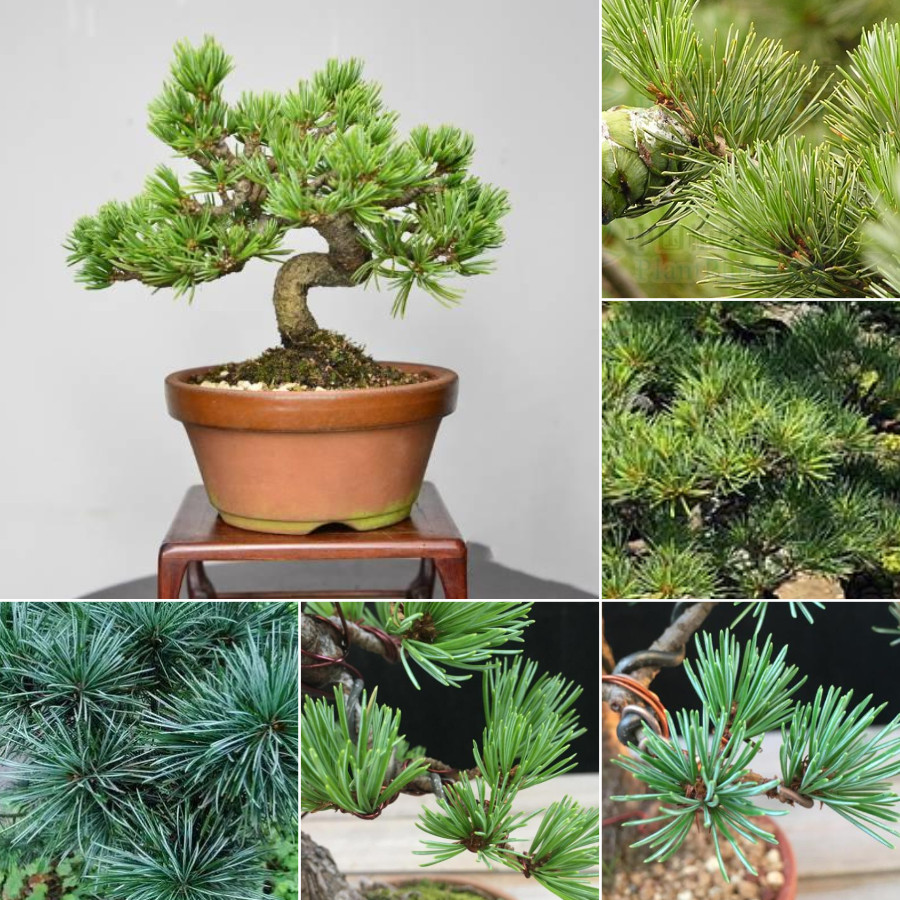 เมล็ดสนญี่ปุ่น 50 เมล็ด Japanese White Pine Pinus seeds ต้นไม้มงคล ต้นไม้ฟอกอากาศ ต้นสนใบพาย ต้นสนญี่ปุ่น ต้นมะขามบอนไซ