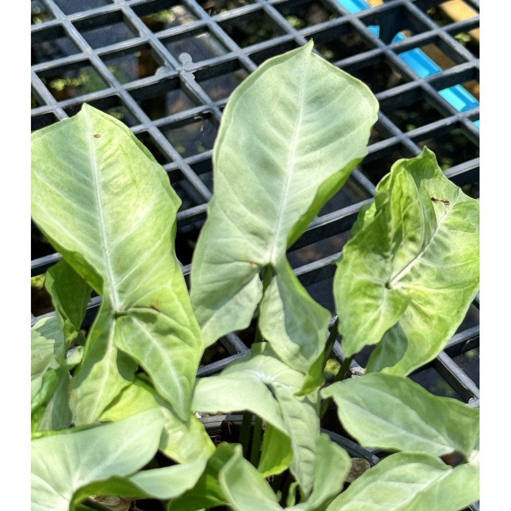 ออมเงิน ต้นไม้มงคล ส่งพร้อมกระถาง 5-6 นิ้ว