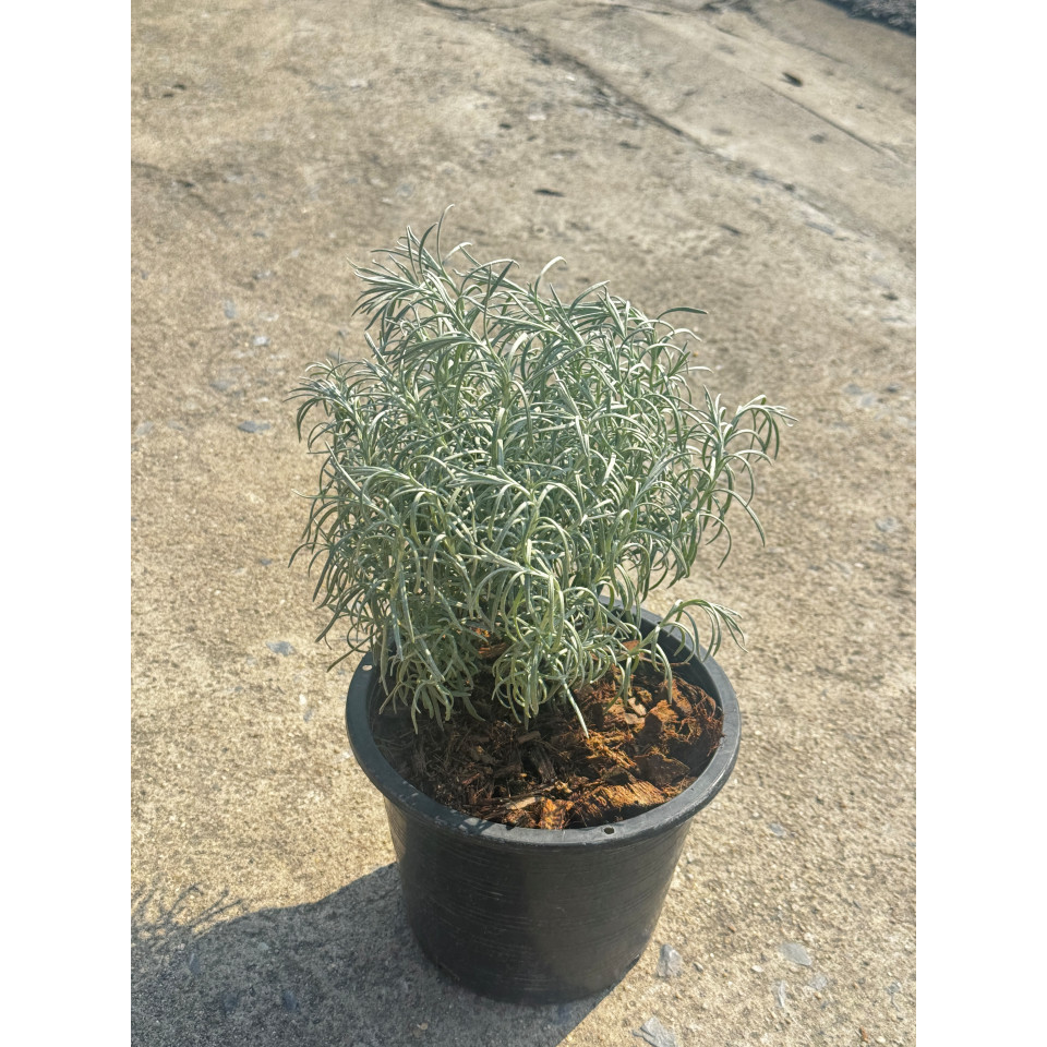 มุมมอง 4