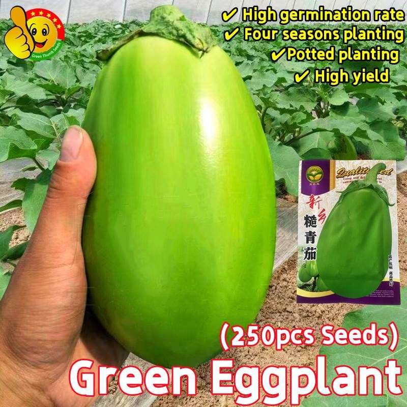 เมล็ดพันธุ์ มะเขือ ยักษ์ (250เมล็ด/ซอง) Big Green Eggplant Seeds Round Eggplant Plants Seed Vegetabl