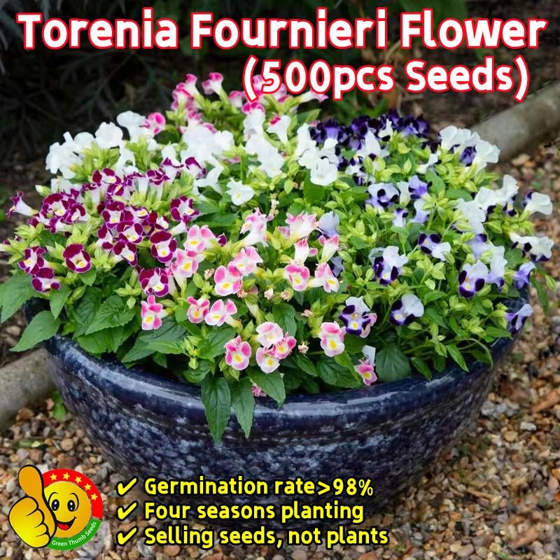 คละได้ 500 เมล็ด/ซอง Torenia Fournieri Flower Seeds Easy To Grow Torenia Fournieri Butterfly Grass Seeds Flower Plant