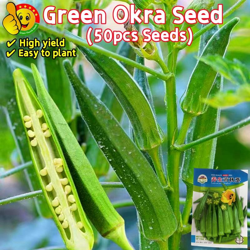 50เมล็ด/ซอง เมล็ดพันธุ์กระเจี๊ยบ High Yield Green Okra Seeds for Planting Organic Lady Finger Okra V