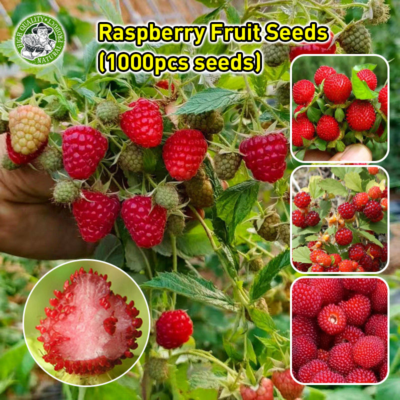 🌱สินค้าดี มีคุณภาพ ต้นราสเบอร์รี่ เมล็ดพันธุ์ Sweet Raspberry Fruit Seeds Potted Dwarf Raspberry Plant Seeds Fruit Tree