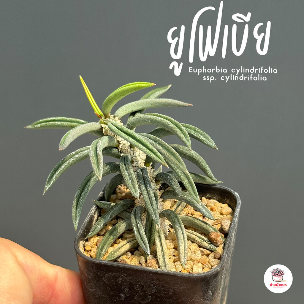 ยูโฟเบีย Euphorbia cylindrifolia ssp. cylindrifolia แคคตัส กระบองเพชร cactus&succulent