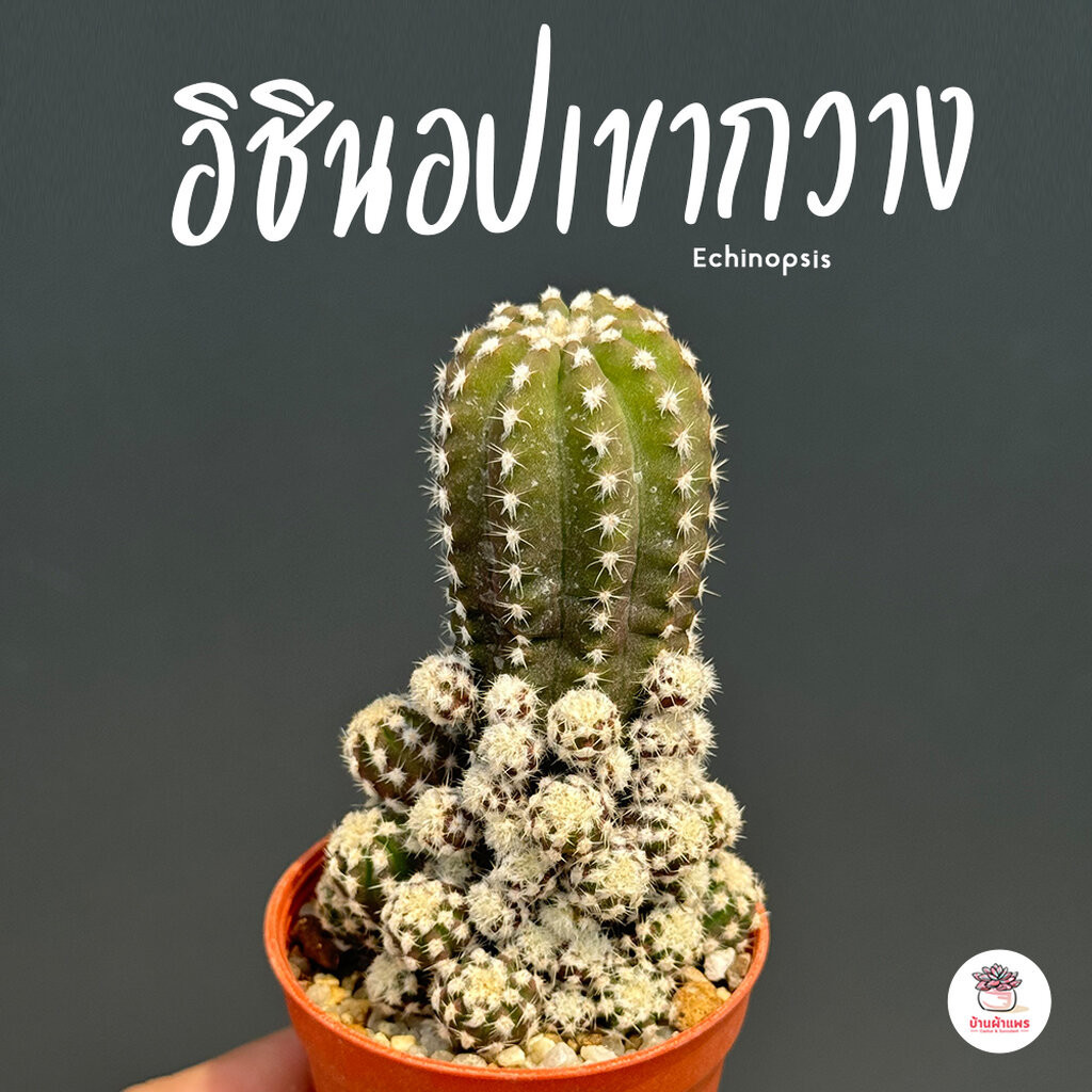 อิชินอปเขากวาง Echinopsis แคคตัส กระบองเพชร cactus&succulent