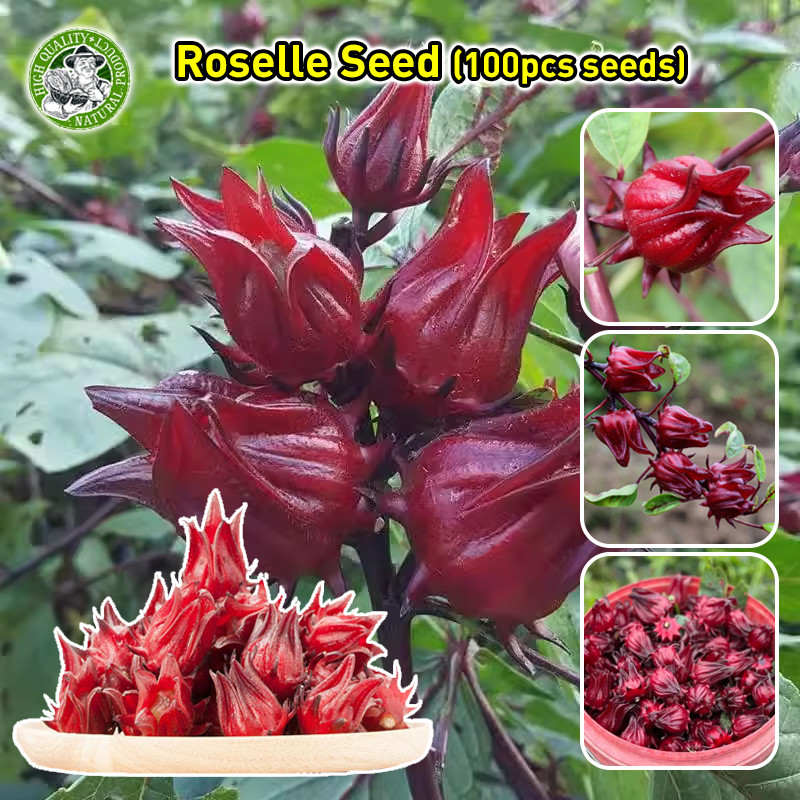 ปลูกง่าย เมล็ดกระเจี๊ยบแดง เมล็ดพันธุ์กระเจี๊ยบแดง กระเจี๊ยบแดง Edible Roselle Seeds เมล็ดพันธุ์ที่ให้คุณค่าทางโภชนาการ