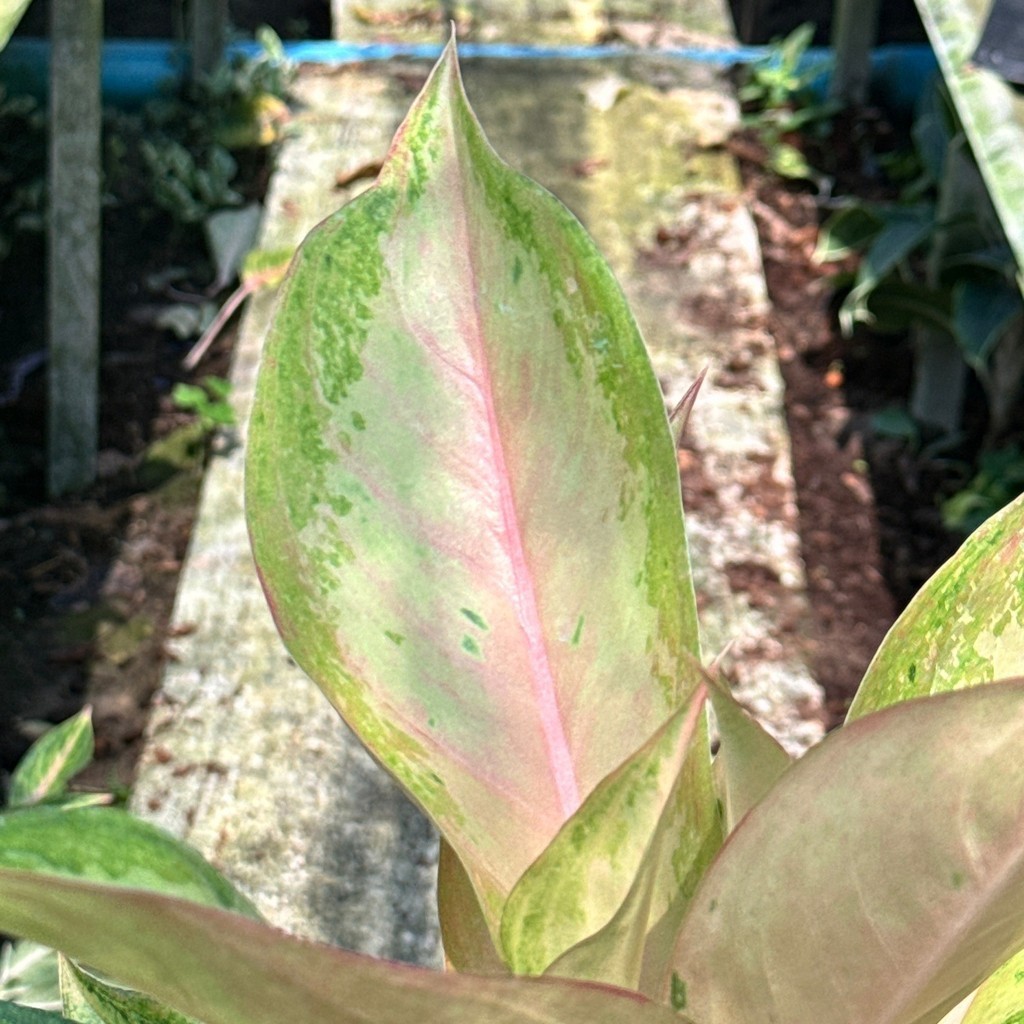 มุมมอง 3