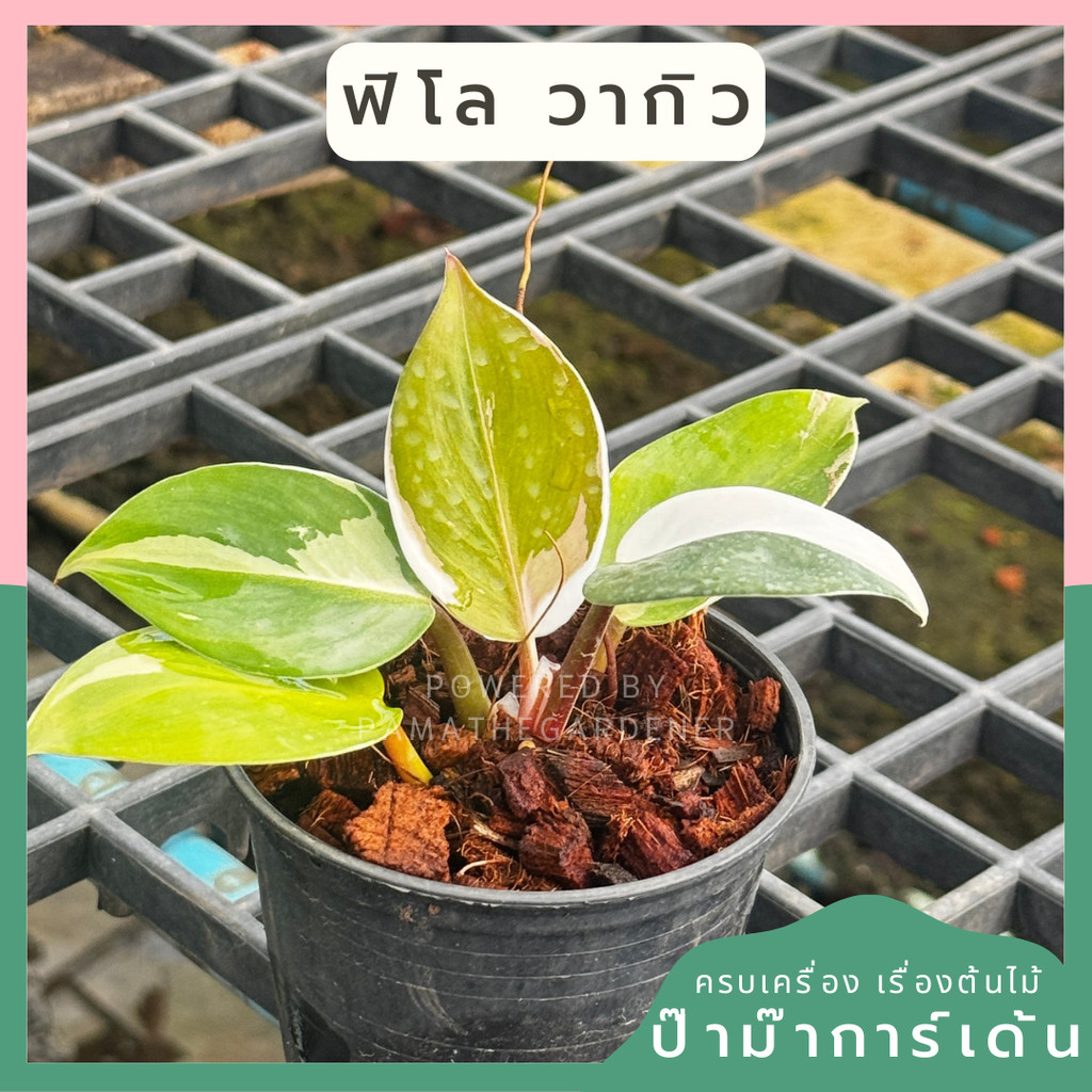 Philodendron White Wizard Marble ฟิโลพ่อมดขาว ฟิโลเดนดรอนไวท์วิสาด ส่งพร้อมกระถาง