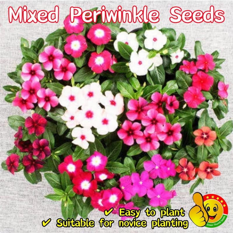 100เมล็ด/ซอง เมล็ดพันธุ์ แพงพวย Mixed Periwinkle Seeds for Planting Vinca Flower Seeds Flowering Plants Seeds หอยขม บอนส
