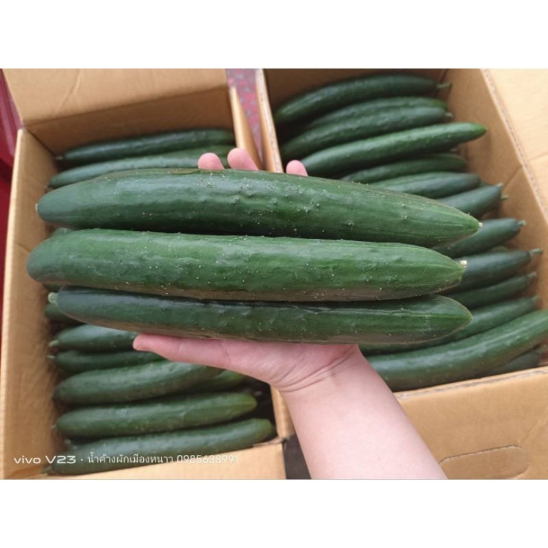 แตงกวาญี่ปุ่น สด ใหม่ กรอบ อร่อย สด ใหม่จาก ฟาร์ม ทุกวัน