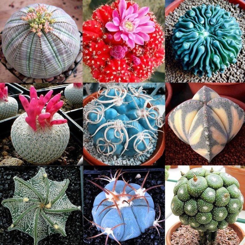 ต้นกระบองเพชร เมล็ดพันธุ์ Mixed Color Cactus Seeds Bonsai ต้นไม้ฟอกอากาศ พันธุ์ไม้หายาก ต้นไม้ประดับ บรรจุ 50 เมล็ด