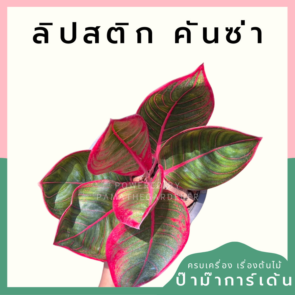 อโกลนีม่า ลิปสติคันซ่า aglaonema kanza thailand / aglonema cantik khanza thailand