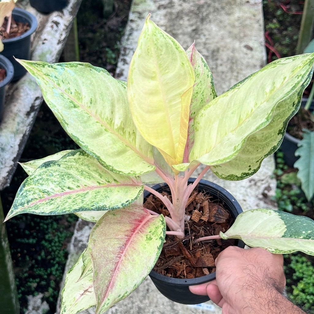 มุมมอง 5