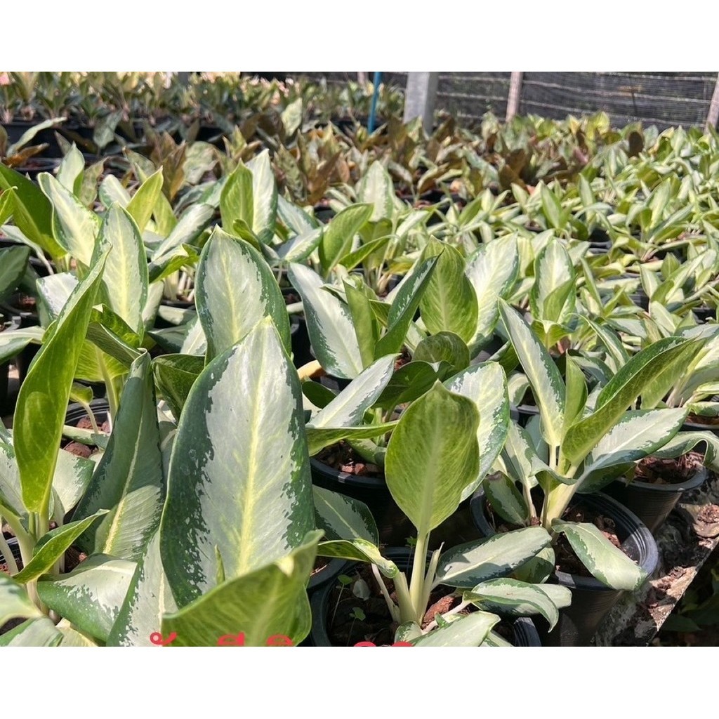 มุมมอง 2