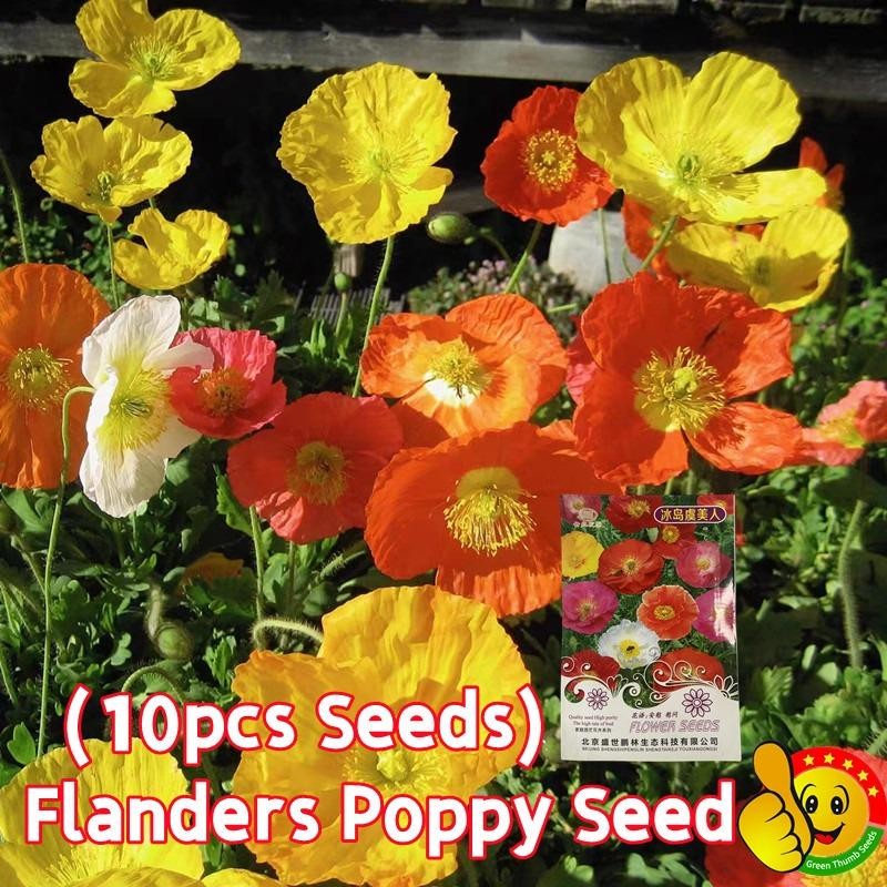 10 เมล็ด/ซอง Assorted Flanders Seeds Flanders Poppy Flower Seeds ดอกไม้ เมล็ดพันธุ์ เมล็ดดอกไม้ ไม้ประดับ เมล็ด Plants