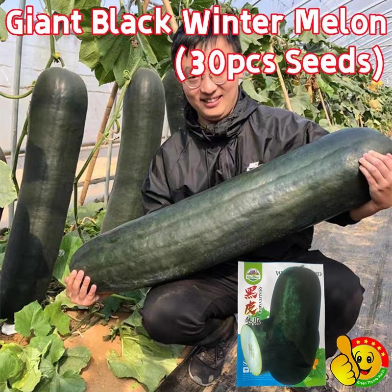 30 เมล็ด เมล็ดพันธุ์ ฟักดำยักษ์ Large Black Winter Melon Seeds Vegetable Seeds ฟักเขียวเปลือกดำตอปิโด ผักออร์แกนิก Plant