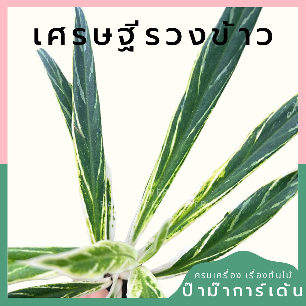 อโกลนีม่า เศรษฐีรวงข้าว Aglaonema sp.