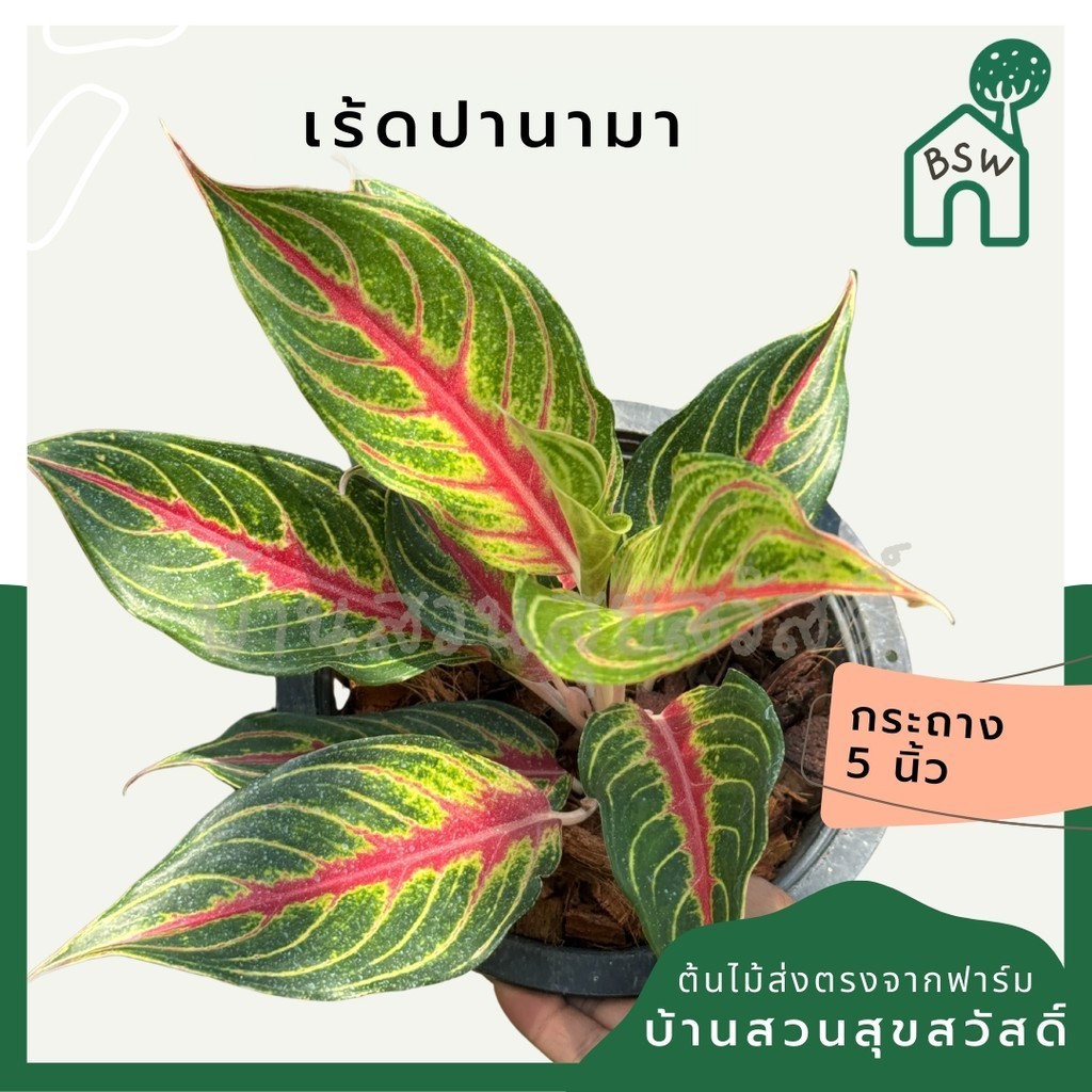 อโกลนีม่า เร้ดปานามา Aglaonema sp. ' Red panama '