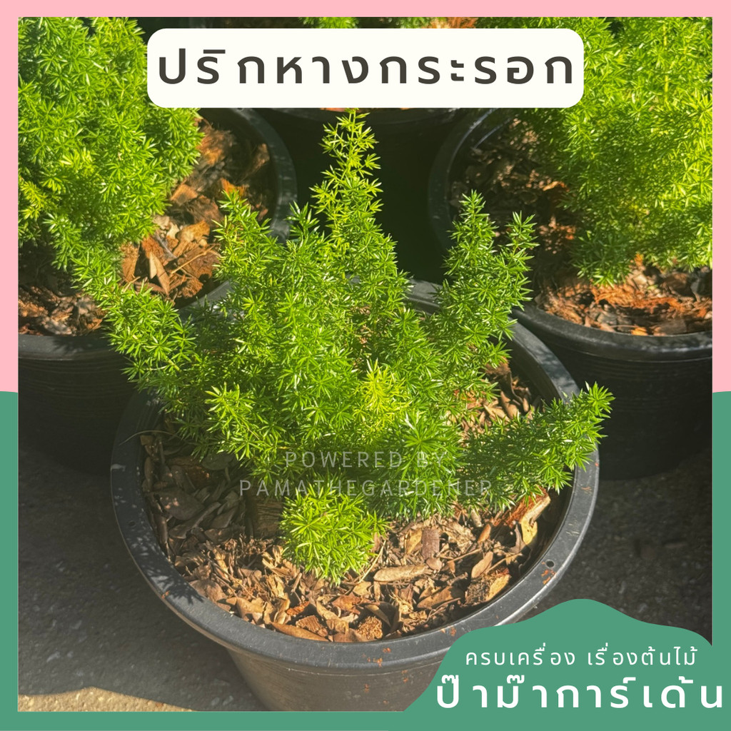 มุมมอง 2