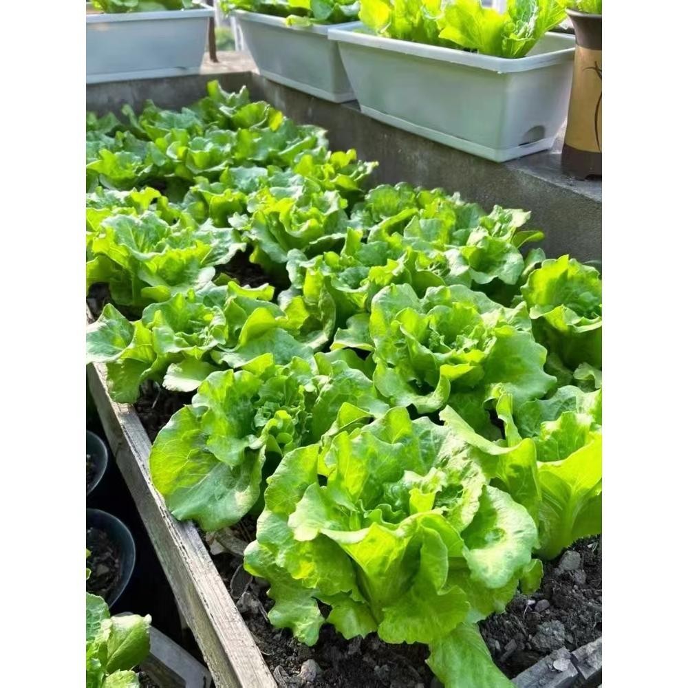 เมล็ดพันธุ์ ผักกาดหอม อิตาลี สีเขียว (500เมล็ด/ซอง) ผักกาดหอมสลัด Rapid Leafy Romaine Lettuce Seeds Vegetable Plants - รูปที่ 6