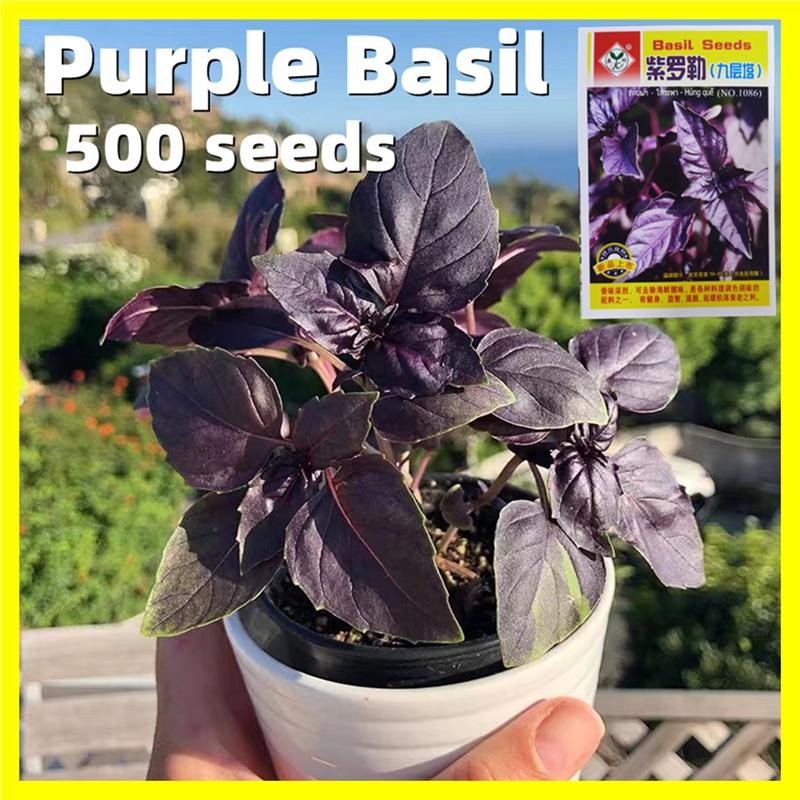 250 เมล็ด เมล็ดพันธุ์ โหระพาใบใหญ่ อิตาเลี่ยน เบซิลใบใหญ่ Sweet Purple Basil Seeds คุณภาพดี ราคาถูก ของแท้ เมล็ดพันธุ์