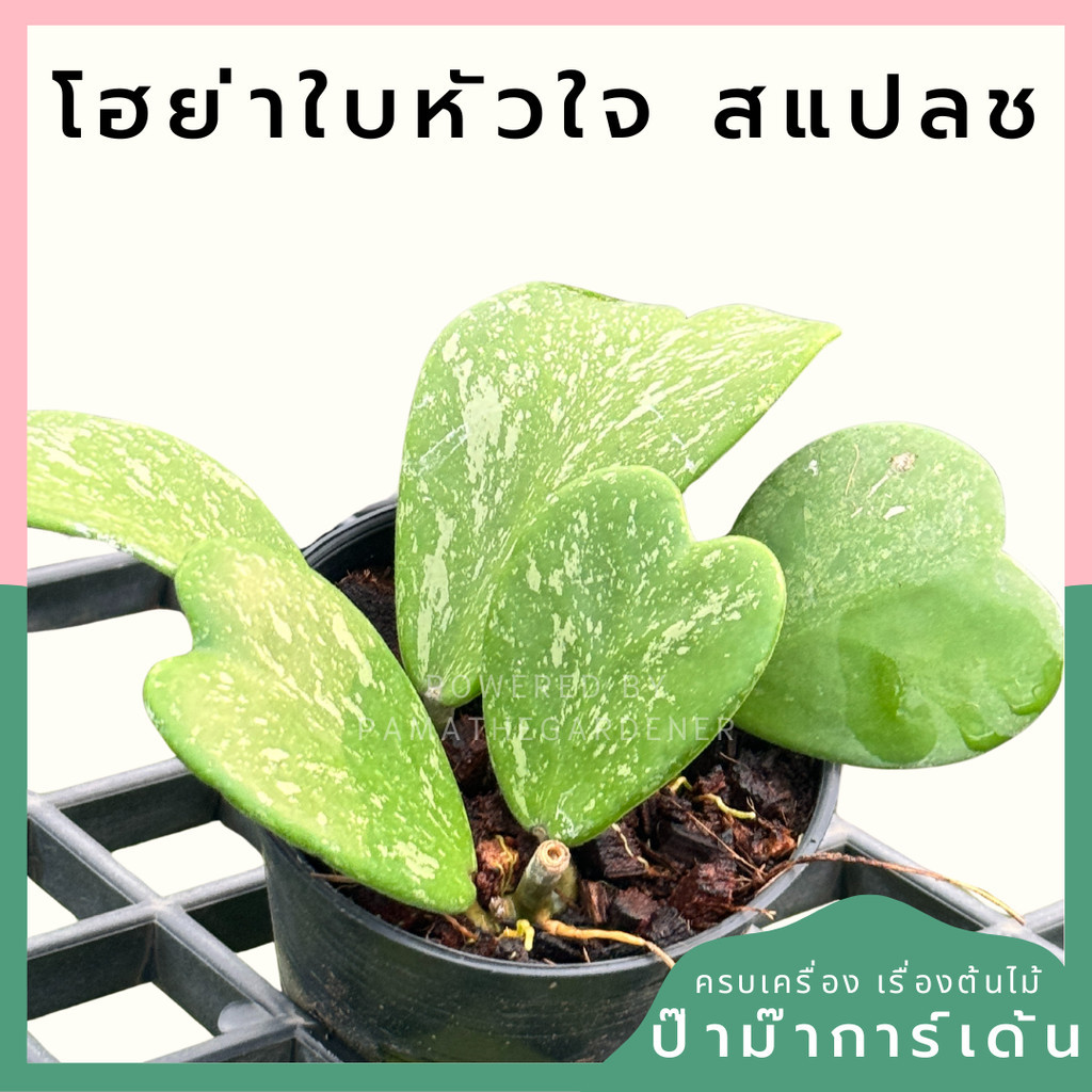 Hoya Kerrii splash โฮย่าใบหัวใจ สแปช กระถาง 4 นิ้ว