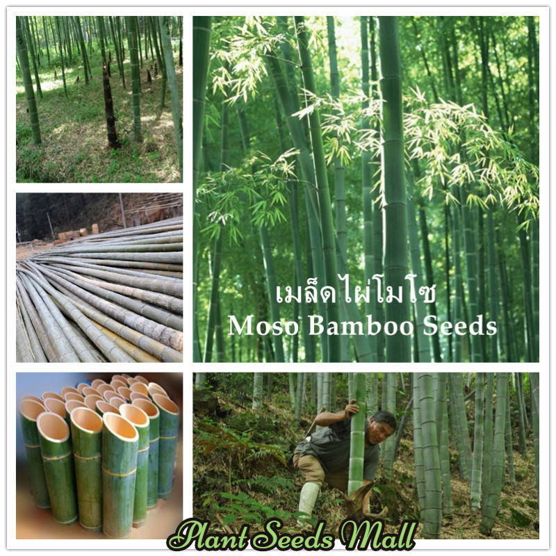 เมล็ดไผ่โมโซ Moso Bamboo Seeds Phyllostachys เมล็ดพันธุ์ บอนไซ ต้นไม้ เมล็ดดอกไม้ ต้นไม้ประดับ บรรจุ 50 เมล็ด