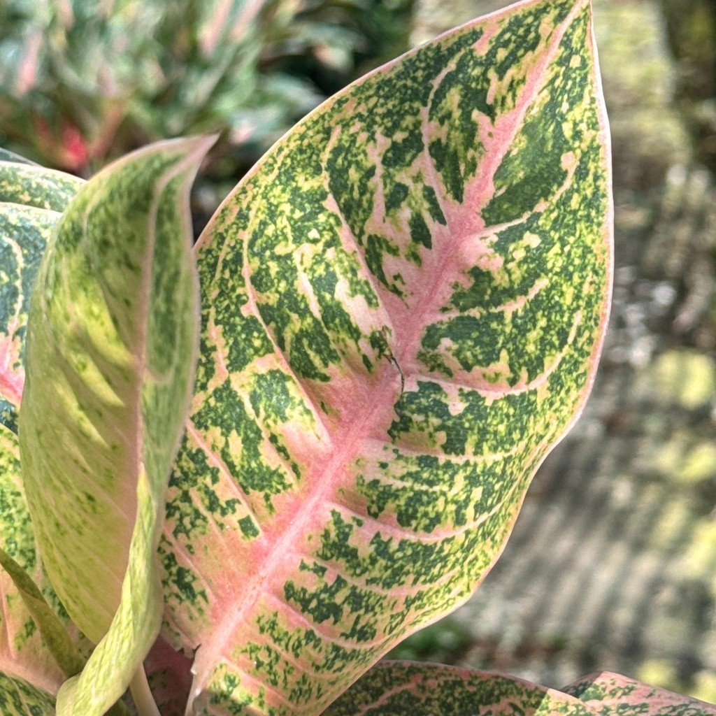 อโกลนีม่า แฮรีควีน Harley Quinn ส่งพร้อมกระถาง 5 นิ้ว