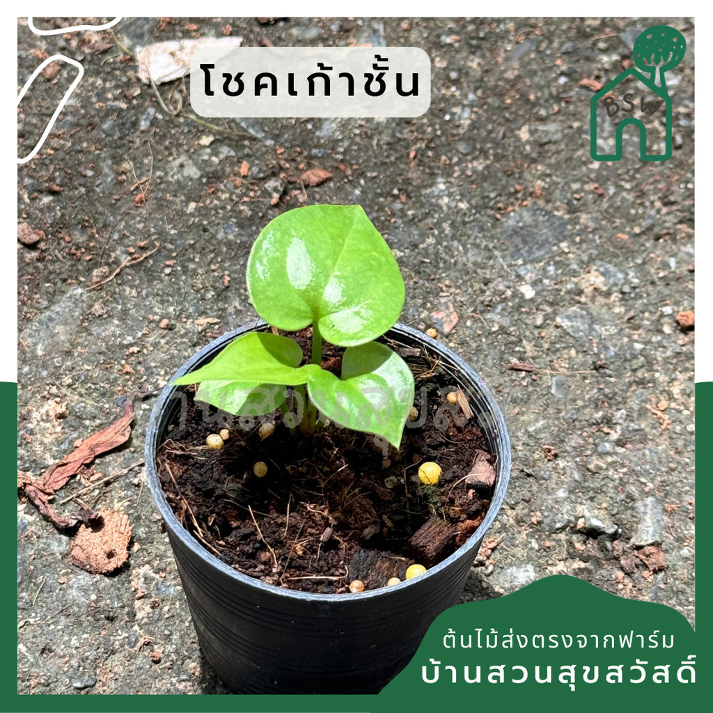 โชคเก้าชั้น กระถาง 3 นิ้ว