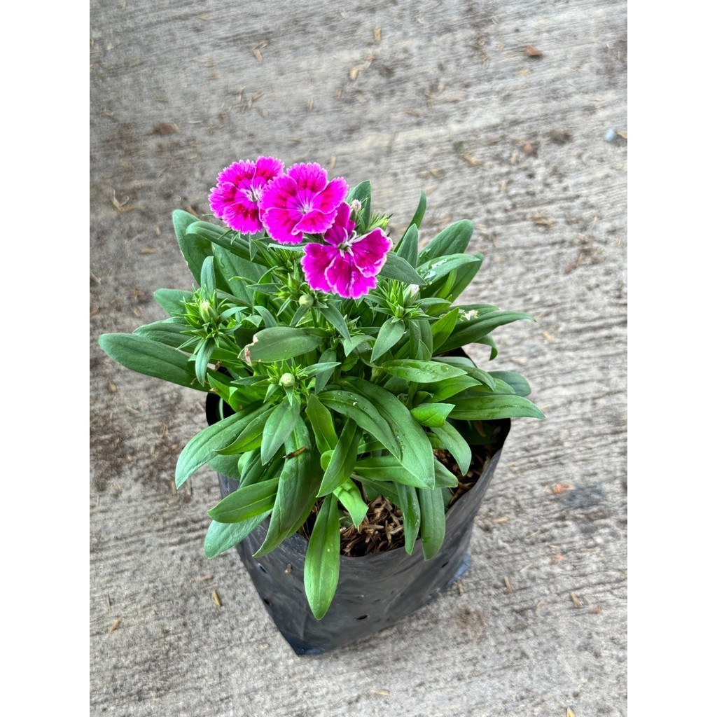 มุมมอง 2