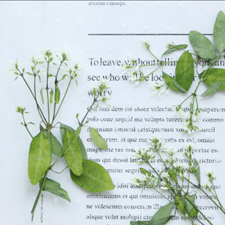 12 ชิ้นหิมะดอกไม้แห้ง DIY การ์ดบุ๊คมาร์คอุปกรณ์เสริม