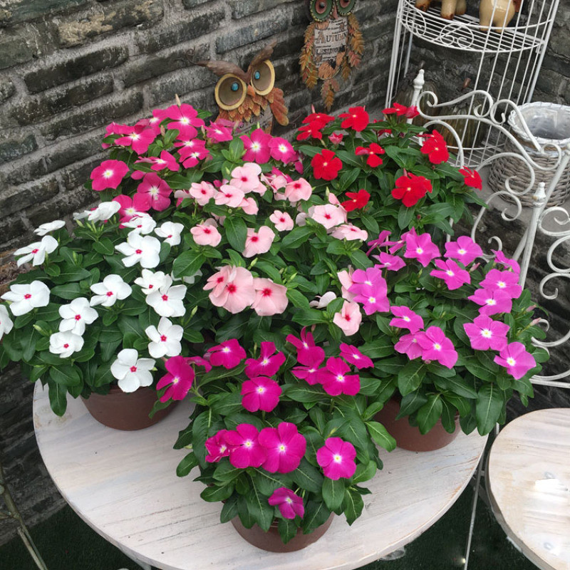 ต้นดอกไม้สวยๆ Mixed Color Periwinkle Seeds Bonsai flower seeds เมล็ดพันธุ์ ไม้ประดับ ไม้ดอก เมล็ดพันธุ์ ต้นไม้ฟอกอากาศ