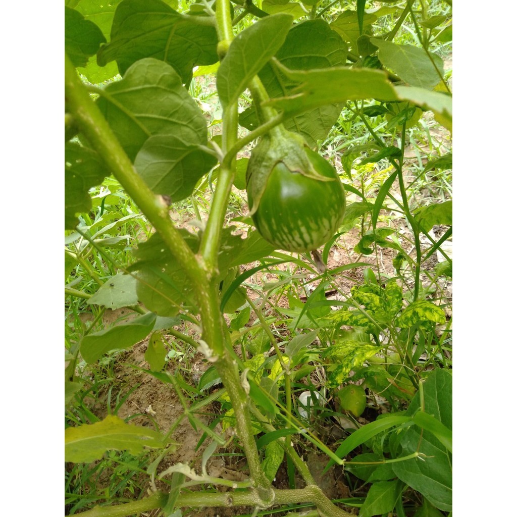 [10แถม1คละได้] เมล็ดพันธุ์ เมล็ดมะเขือเปราะ ลายคางกบ มะเขือลายคางกบ 100 เมล็ด มีคู่มือปลูก - รูปที่ 4