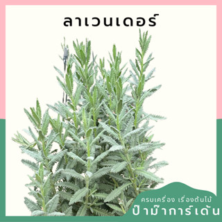 ต้นลาเวนเดอร์ ไฮบริด ส่งพร้อมกระถาง 8 นิ้ว