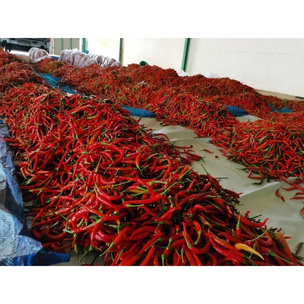 (3แถม1) จำนวน 500 เม็ด/ซอง เมล็ดพันธุ์พริกแดงจินดาผลดิบสีเขียว ผลแก่สุกสีแดงเข้ม ใช้ได้ทั้งผลสดและแห้ง (มีคู่มือการปลูก) - รูปที่ 3