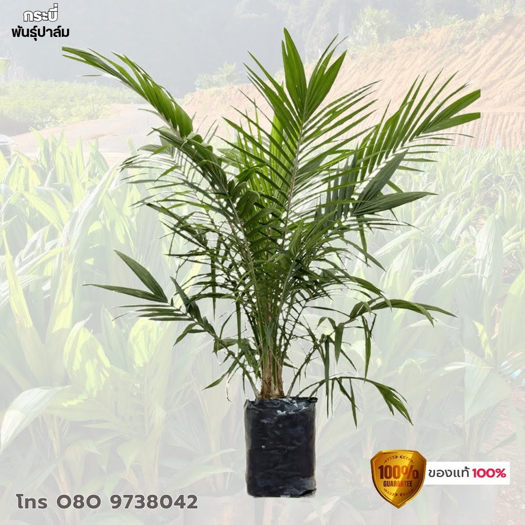 ปาล์ม,ยังกัมบิML161 แท้100% ,⭐⭐⭐⭐⭐ โทร 080 9738042
