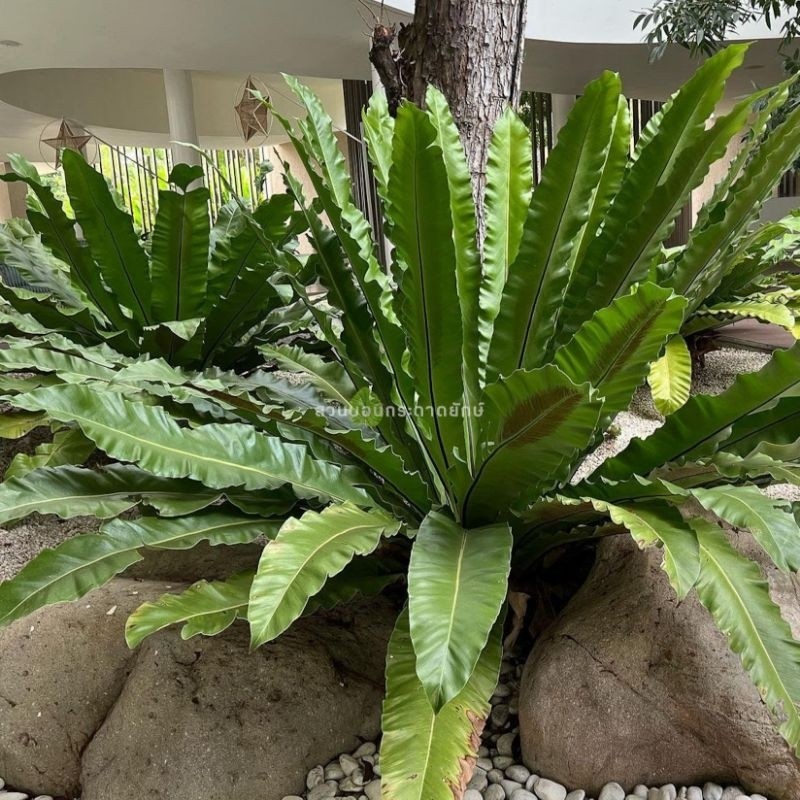 Fern, Bird’s nest Fern, เฟิร์นข้าหลวง, เฟิน, ต้นเฟิร์น, ข้าหลวง, เฟิร์นหลังลาย, 🔰 เฟิร์นข้าหลวง, เฟิร์นข้าหลวงหลังลาย