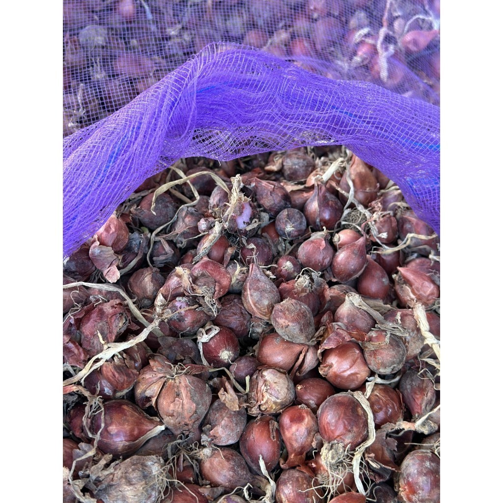 [10แถม1คละได้ ] พันธุ์หัวหอมศรีสะเกษ หอมแดง สำหรับปลูก สวยแบบไม่ตัดจุก มีคู่มือการปลูก - รูปที่ 3