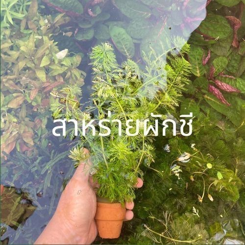 ต้นไม้น้ำ ไม้น้ำตู้ปลา เลี้ยงง่าย ไม่ต้องใช้คาร์บอน - รูปที่ 4