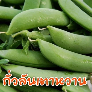 [10แถม1คละได้] เมล็ดพันธุ์ สวนครัวขายดี ผักพื้นบ้าน ตัวเลือก 4-600 เมล็ด มีคู่มือการปลูก
