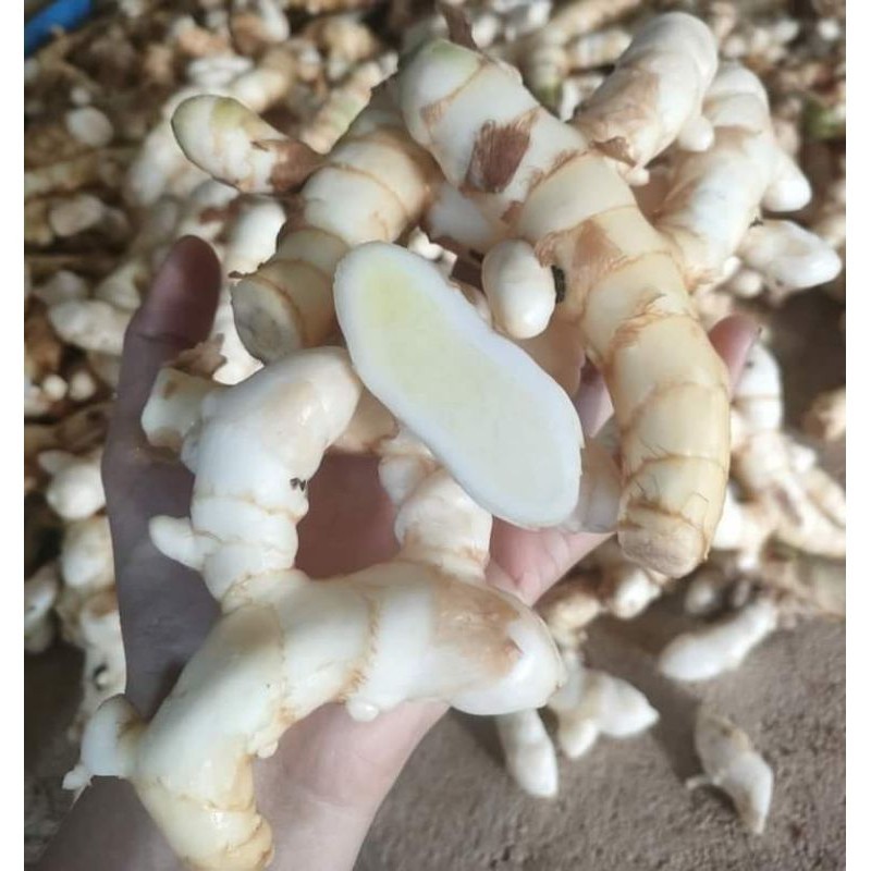 ขมิ้นขาวสดทำอาหารได้ สมุนไพรพื้นบ้านปลอดสารพิษ (แบบไม่ปอก)
