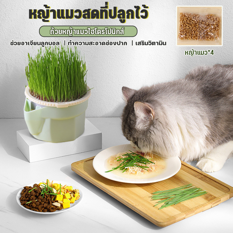 หญ้าแมว ชุดปลูกข้าวสาลี ต้นข้าวสาลีแมว เสริมสร้างภูมิคุ้มกัน ลดกลิ่นมูลสัตว์เลี้ยง