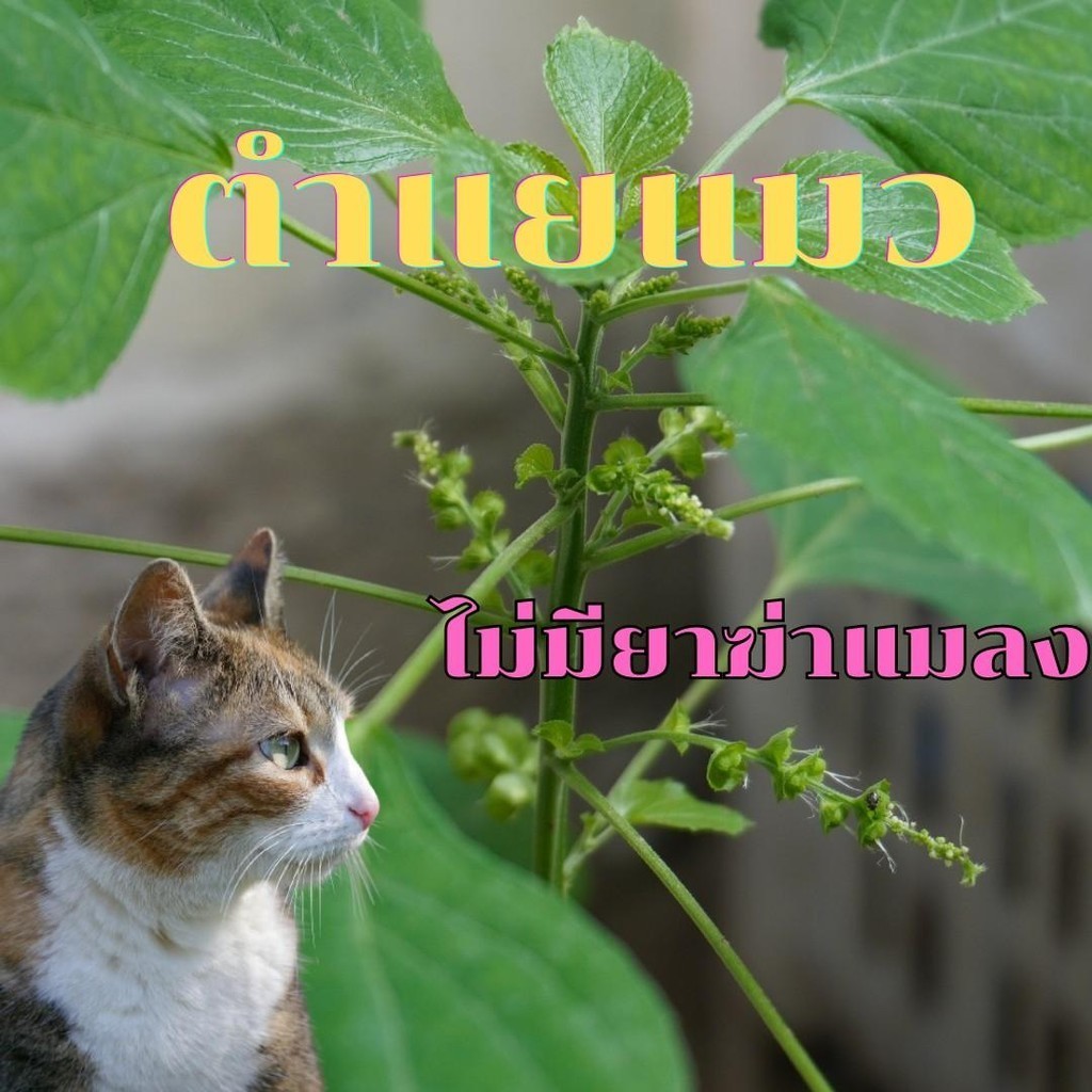 ตำแยแมวตัดสดรากใหญ่เก็บวันต่อวัน จำนวน 10 ราก ราคา ถูกที่สุด ดีลบีเคเค แกลเลอรีภาพที่ 4